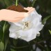 August Beauty Gardenia, Garden Shrub, Fragrant White Blooms   555103080